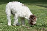 LAGOTTO CAVAGE 008